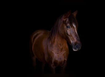 German Riding Pony, Mare, 18 years, 14.1 hh, Chestnut