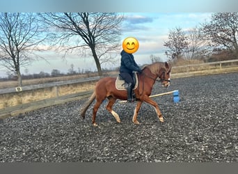 German Riding Pony, Mare, 18 years, 14,1 hh, Chestnut-Red