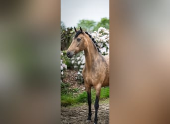 German Riding Pony, Mare, 18 years, 14,1 hh, Dun