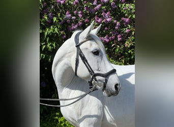 German Riding Pony Mix, Mare, 18 years, 14.1 hh, Gray