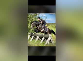 German Riding Pony, Mare, 18 years, 14.2 hh, Black