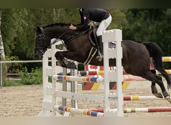 German Riding Pony, Mare, 18 years, 14.2 hh, Black