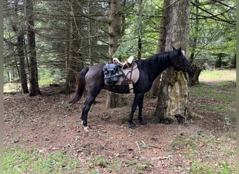 German Riding Pony, Mare, 18 years, 14.2 hh, Brown