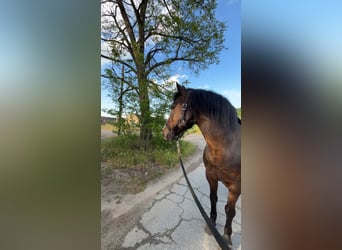 German Riding Pony Mix, Mare, 18 years, 14.3 hh, Bay-Dark