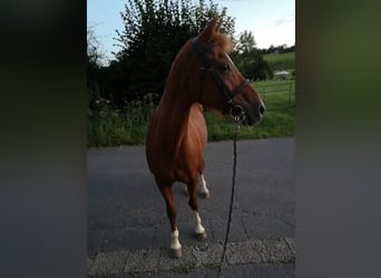 German Riding Pony, Mare, 18 years, 14 hh, Chestnut-Red