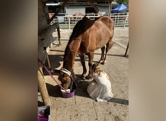 German Riding Pony Mix, Mare, 18 years, 14 hh, Chestnut-Red
