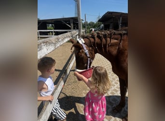 German Riding Pony Mix, Mare, 18 years, 14 hh, Chestnut-Red
