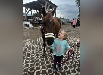 German Riding Pony Mix, Mare, 18 years, 14 hh, Chestnut-Red