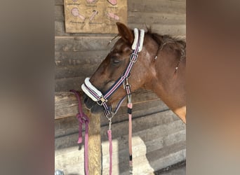 German Riding Pony Mix, Mare, 18 years, 14 hh, Chestnut-Red