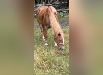 German Riding Pony Mix, Mare, 18 years, 14 hh, Chestnut-Red