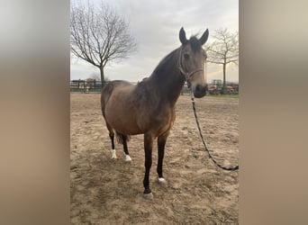 German Riding Pony, Mare, 18 years, 14 hh, Dun