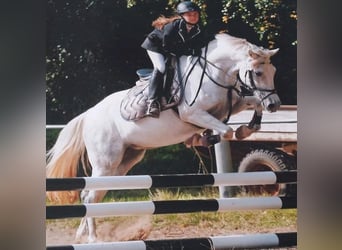 German Riding Pony, Mare, 18 years, 14 hh, Gray