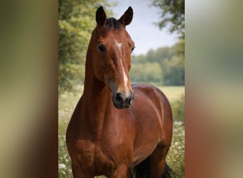 German Riding Pony, Mare, 18 years, 14,1 hh, Bay-Dark