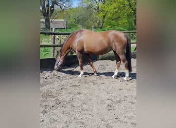 German Riding Pony, Mare, 18 years, 14,2 hh, Chestnut-Red
