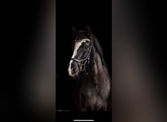 German Riding Pony, Mare, 18 years, 15 hh, Black