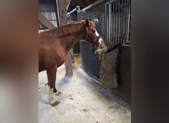 German Riding Pony, Mare, 18 years, 15 hh, Chestnut-Red