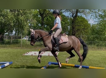 German Riding Pony, Mare, 19 years, 12.2 hh, Brown