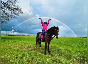 German Riding Pony, Mare, 19 years, 12,2 hh, Brown
