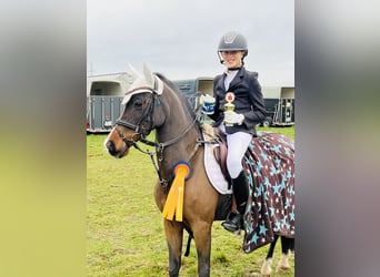 German Riding Pony, Mare, 19 years, 12,2 hh, Brown