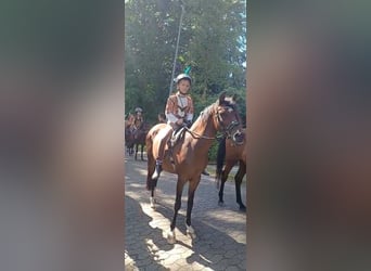 German Riding Pony, Mare, 19 years, 13,1 hh, Brown