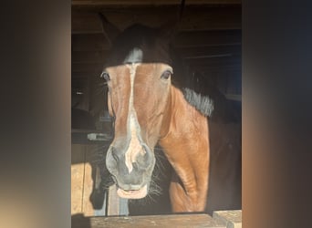 German Riding Pony, Mare, 19 years, 14.1 hh, Bay-Dark