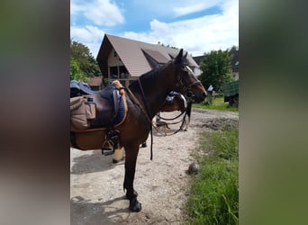 German Riding Pony, Mare, 19 years, 14.1 hh, Brown