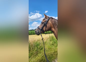 German Riding Pony, Mare, 19 years, 14.2 hh, Chestnut