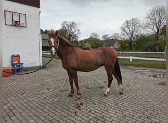 German Riding Pony, Mare, 19 years, 14.2 hh, Chestnut-Red