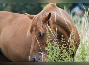 German Riding Pony Mix, Mare, 19 years, 14,2 hh, Chestnut-Red