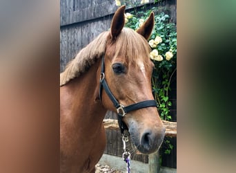 German Riding Pony, Mare, 19 years, 14 hh, Chestnut