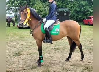 German Riding Pony, Mare, 19 years, 14,1 hh, Brown