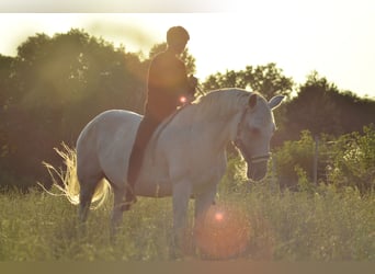 German Riding Pony Mix, Mare, 19 years, 15.2 hh, Gray-Fleabitten