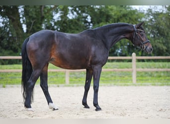 German Riding Pony, Mare, 19 years, 15 hh, Bay-Dark