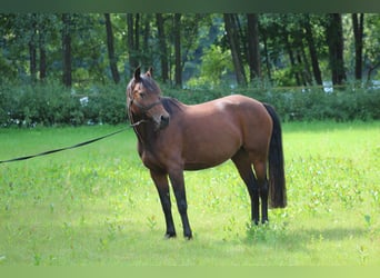 German Riding Pony, Mare, 19 years, Brown