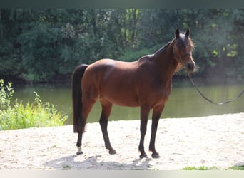 German Riding Pony, Mare, 19 years, Brown