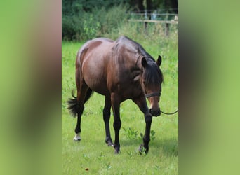 German Riding Pony, Mare, 19 years, Brown