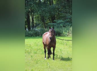 German Riding Pony, Mare, 19 years, Brown