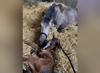 German Riding Pony, Mare, 1 year, 13.1 hh, Brown