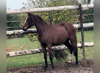 German Riding Pony, Mare, 1 year, 13.1 hh, Brown