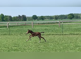 German Riding Pony, Mare, 1 year, 13.1 hh, Brown