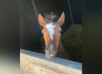 German Riding Pony, Mare, 1 year, 13.1 hh, Brown