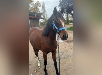 German Riding Pony, Mare, 1 year, 13.1 hh, Brown
