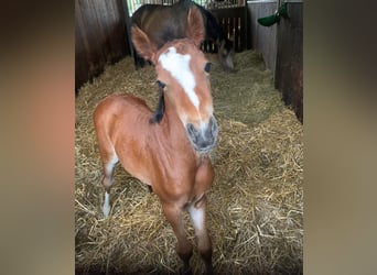 German Riding Pony, Mare, 1 year, 13.1 hh, Brown