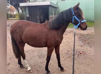 German Riding Pony, Mare, 1 year, 13.1 hh, Brown
