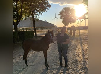 German Riding Pony, Mare, 1 year, 13.1 hh, Brown