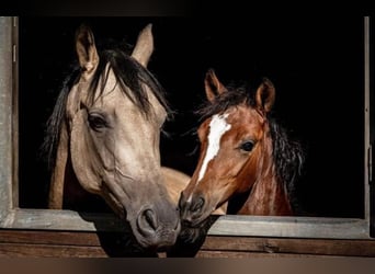 German Riding Pony, Mare, 1 year, 13.1 hh, Brown