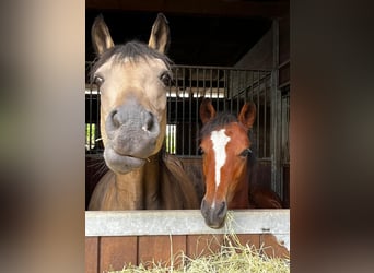 German Riding Pony, Mare, 1 year, 13.1 hh, Brown
