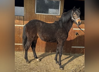 German Riding Pony, Mare, 1 year, 13 hh, Brown