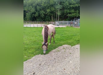German Riding Pony, Mare, 1 year, 13 hh, Buckskin
