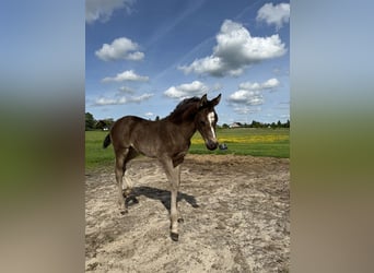 German Riding Pony Mix, Mare, 1 year, 13,2 hh, Bay-Dark